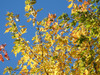 fall colors canada