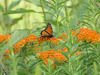 monarch butterfly on Asclepias tuberosa (butterfly weed)