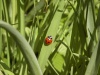 ladybug on grass